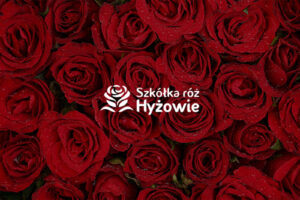 Strona główna 18 roze casestudy